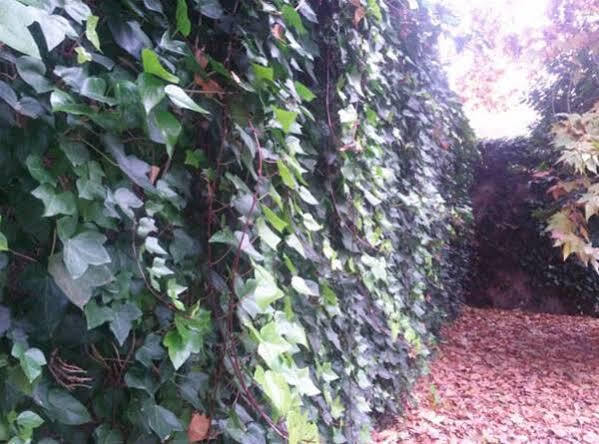 Hostal Ramon Y Cajal باياذوليد المظهر الخارجي الصورة